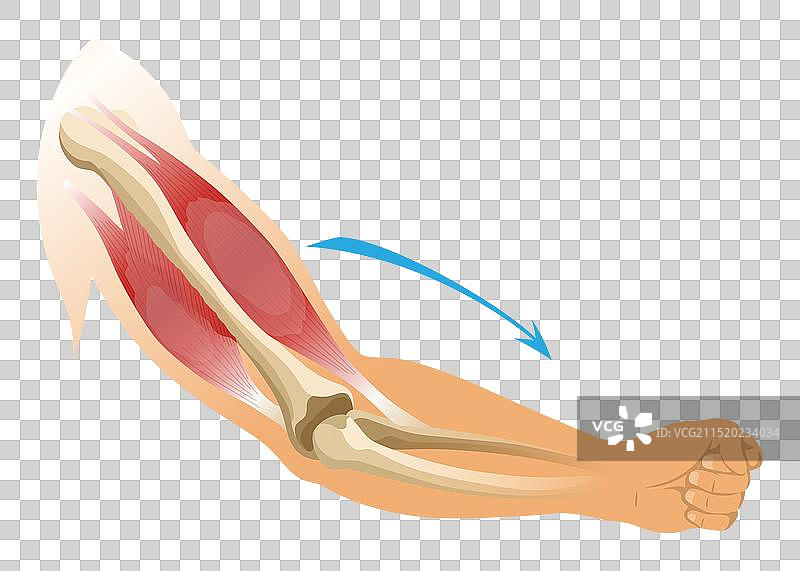 手臂肌肉肱二头肌与骨骼肌肉的张力图片素材
