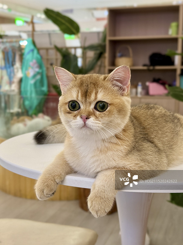 猫咖里营业的猫图片素材