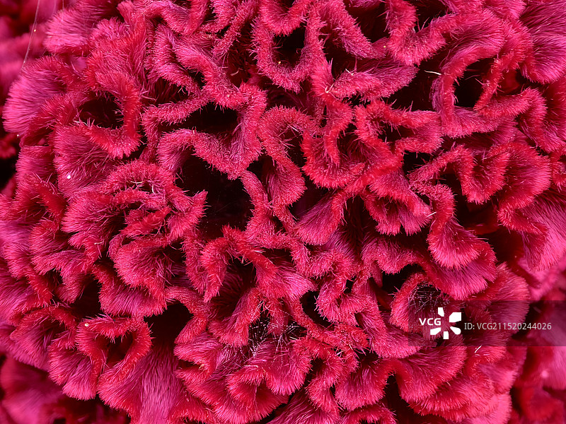 鸡冠花图片素材