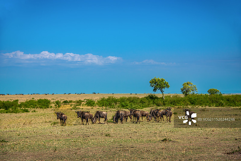 马赛马拉草原上的角马群图片素材