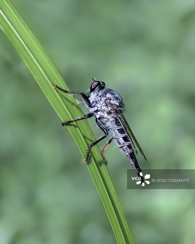 食虫虻图片素材