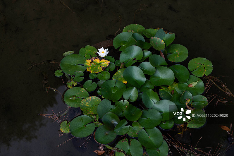 池塘一朵白睡莲图片素材