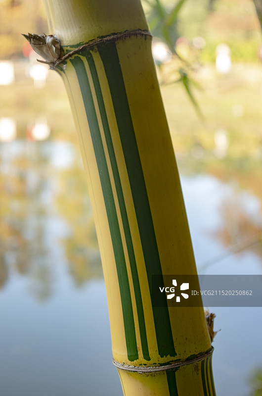 青丝金竹图片素材