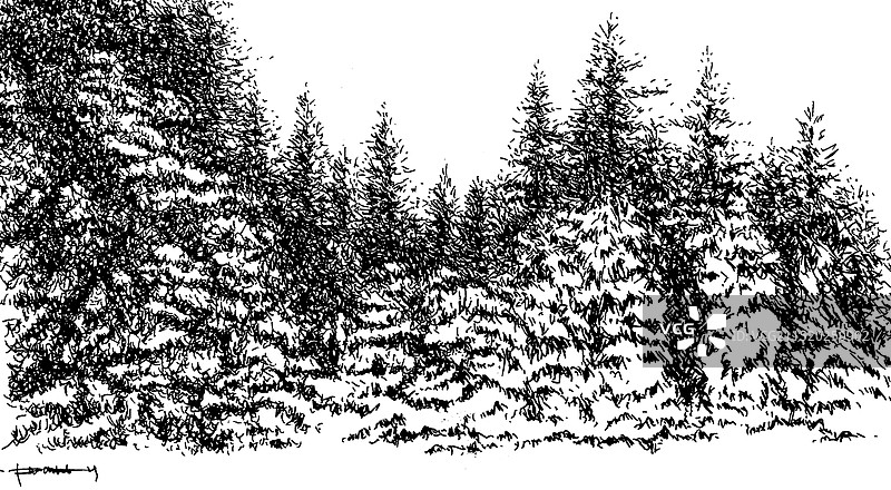 温哥华的森林.雪景图片素材