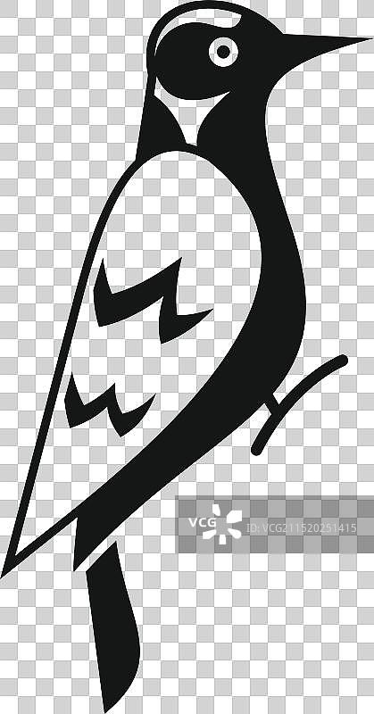 黑白啄木鸟鸟类侧视图图片素材