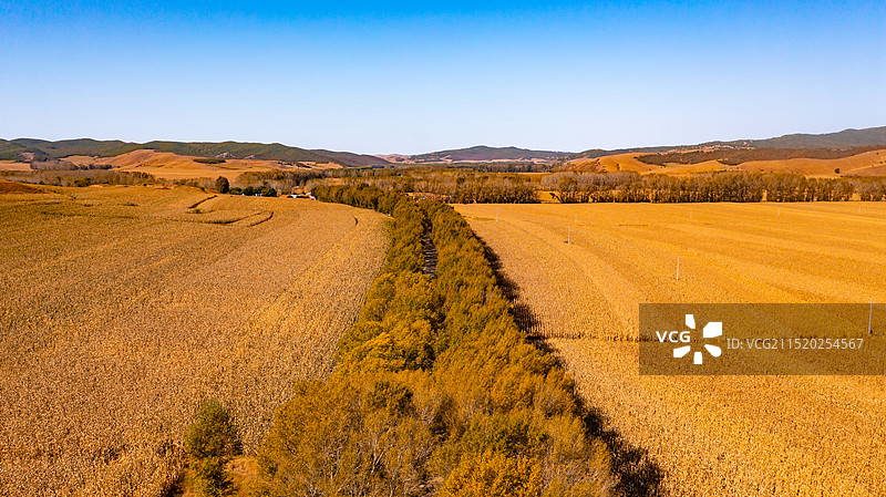田野通向秋天的林带图片素材