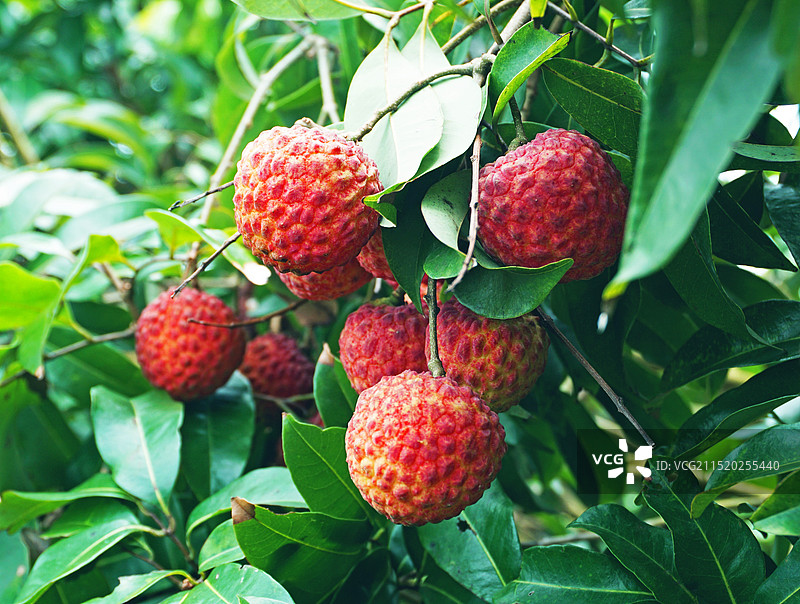 烈日下的仙进奉荔枝。图片素材