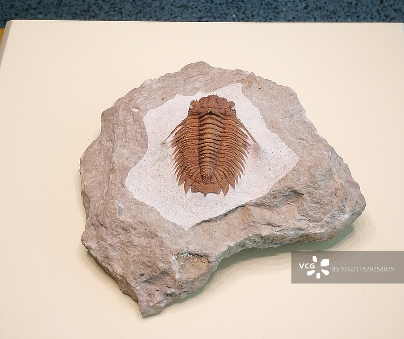 上海自然博物馆三叶虫 化石标本图片素材