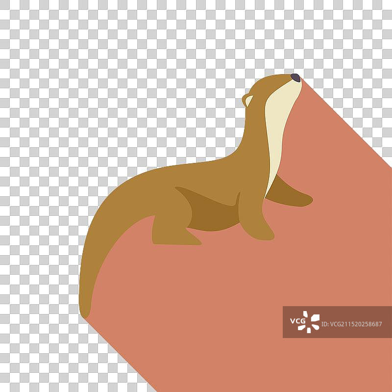 好奇的水獭抬头看，长长的影子图片素材