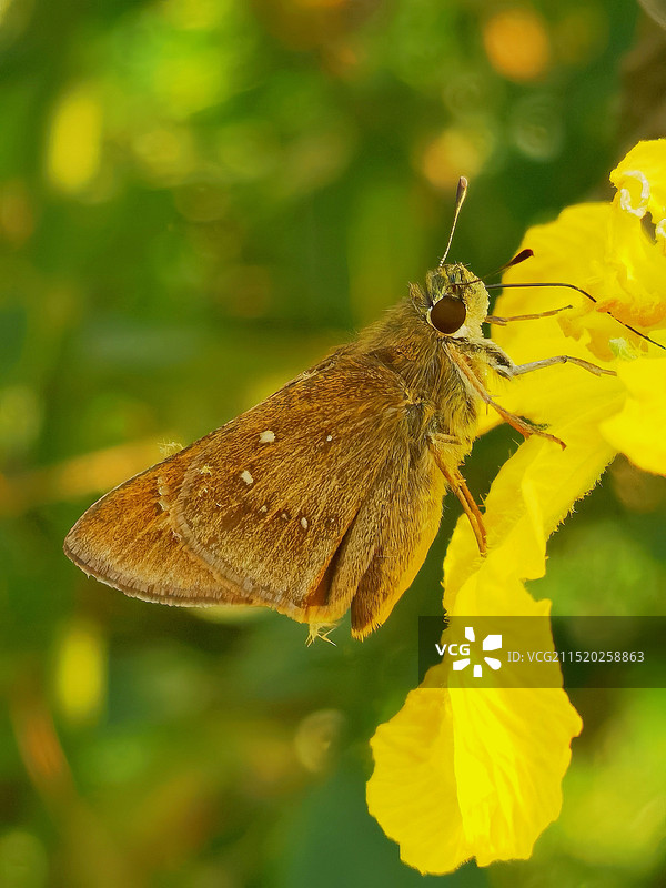 丝瓜花上的稻弄蝶图片素材