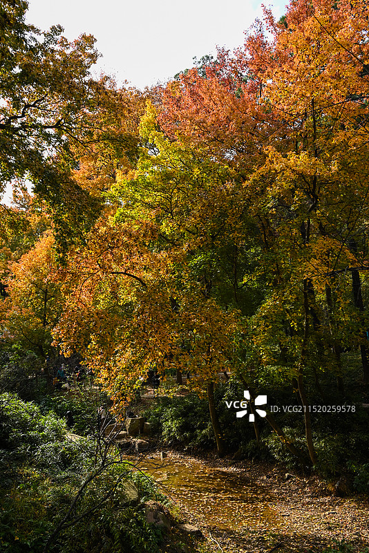 秋天彩色的苏州天平山图片素材