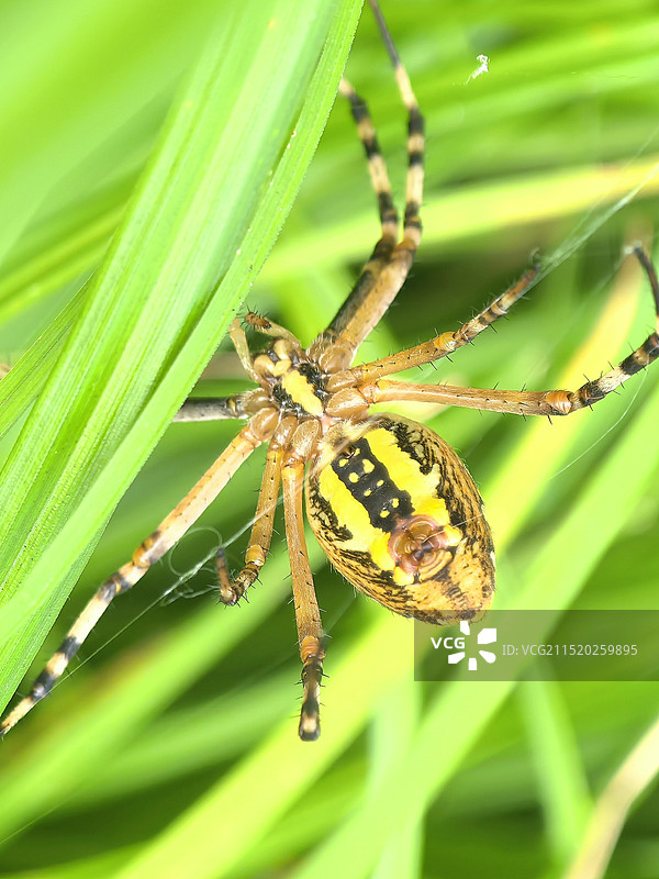 捕捉食物的蜘蛛图片素材