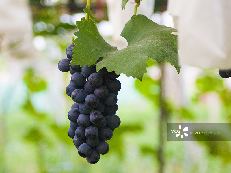 葡萄园里的葡萄特写镜头图片素材