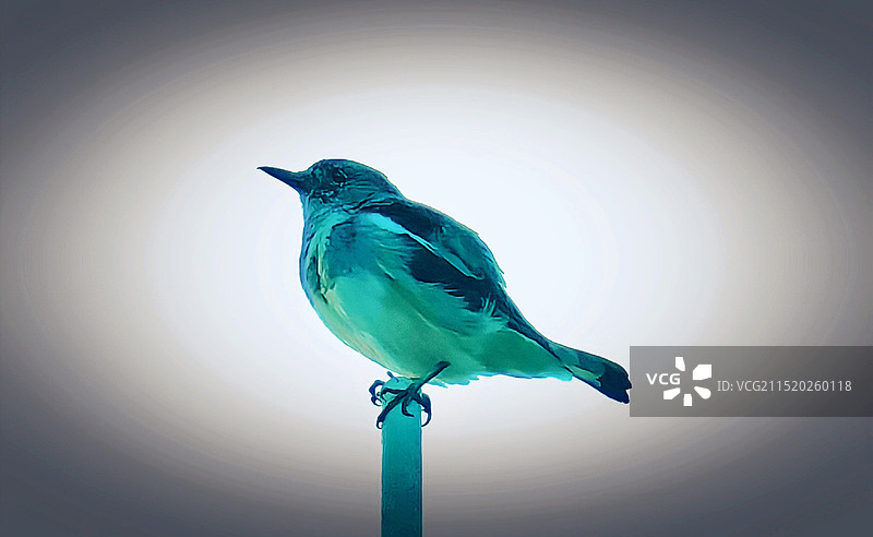 鸟瞰晴空的低角度鸟瞰图图片素材