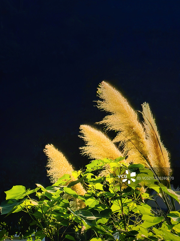 黑色背景下植物的特写镜头图片素材