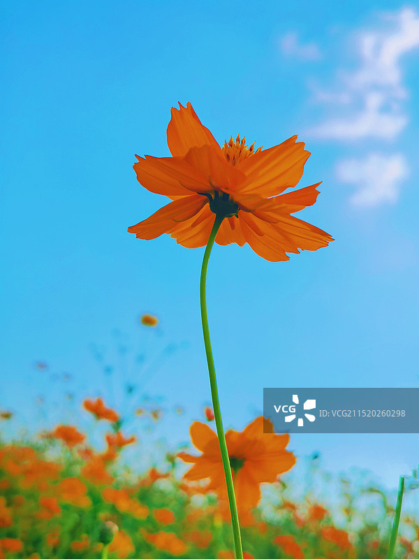 蓝天下橙色开花植物的特写镜头图片素材