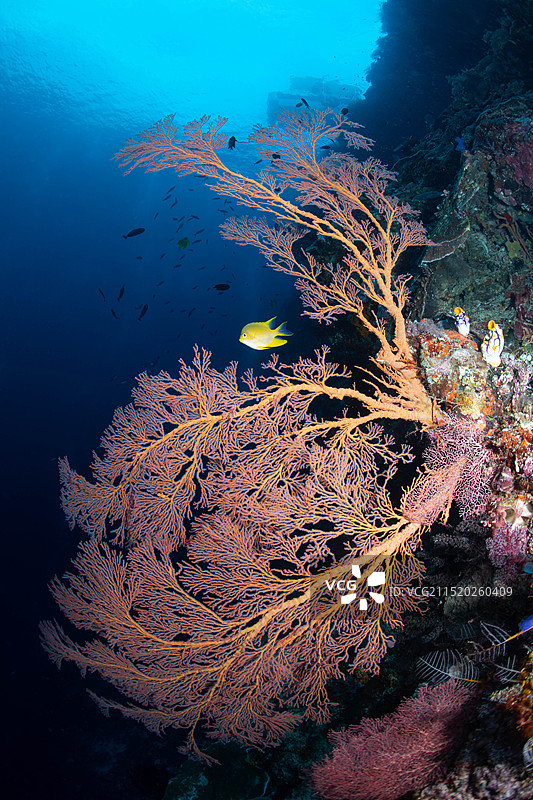 鱼在海里游泳的高角度视图图片素材