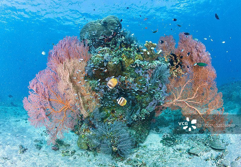 鱼在海里游泳的特写镜头图片素材