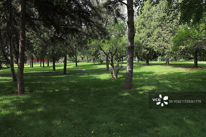 山西太原晋祠古树图片素材