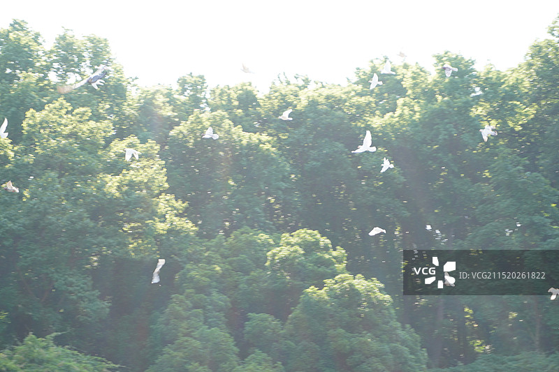 南京音乐台鸽子飞舞图片素材