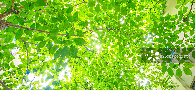 阳光透过茂盛绿叶形成的光斑图片素材