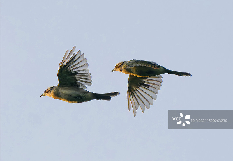 天上一对（白头翁）图片素材