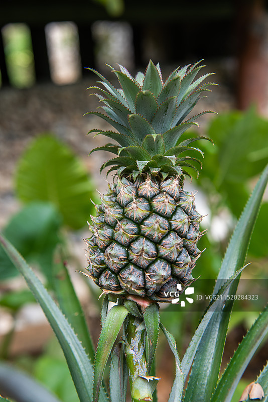 中国海南省三亚市风光摄影图片素材