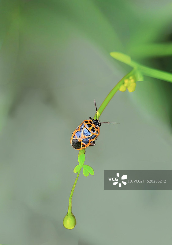 红蝽爬藤图片素材