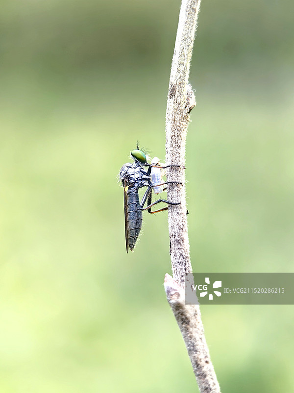 植物上食虫虻特写镜头图片素材