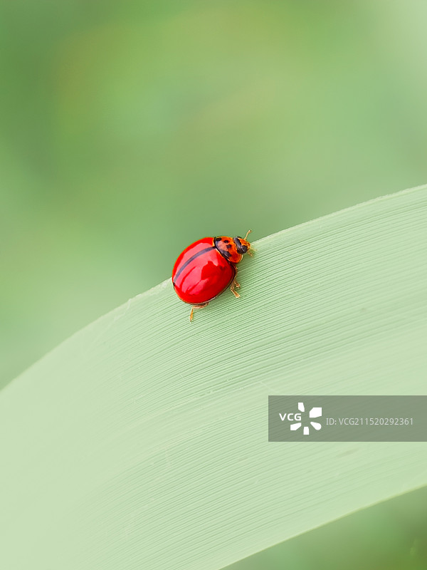 纯红瓢虫图片素材