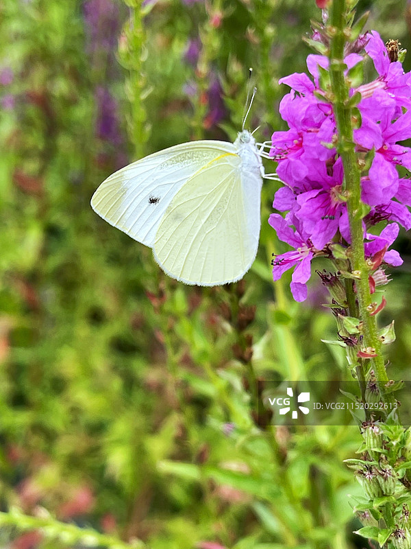 昆虫记｜菜粉蝶图片素材