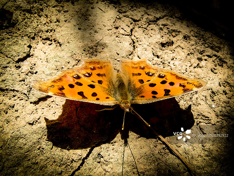 阳光下的蝴蝶图片素材