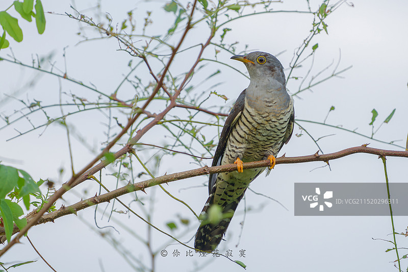 杜鹃鸟图片素材
