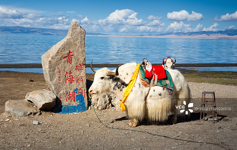 青海湖边的神兽图片素材