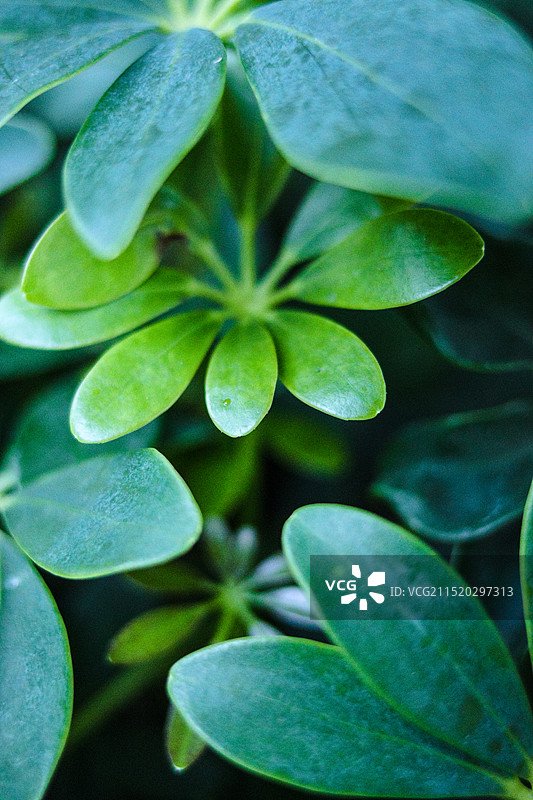 路边的鹅掌柴……图片素材