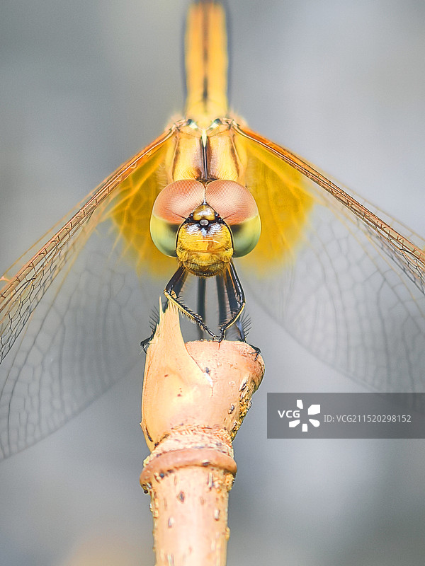 植物上昆虫特写镜头图片素材