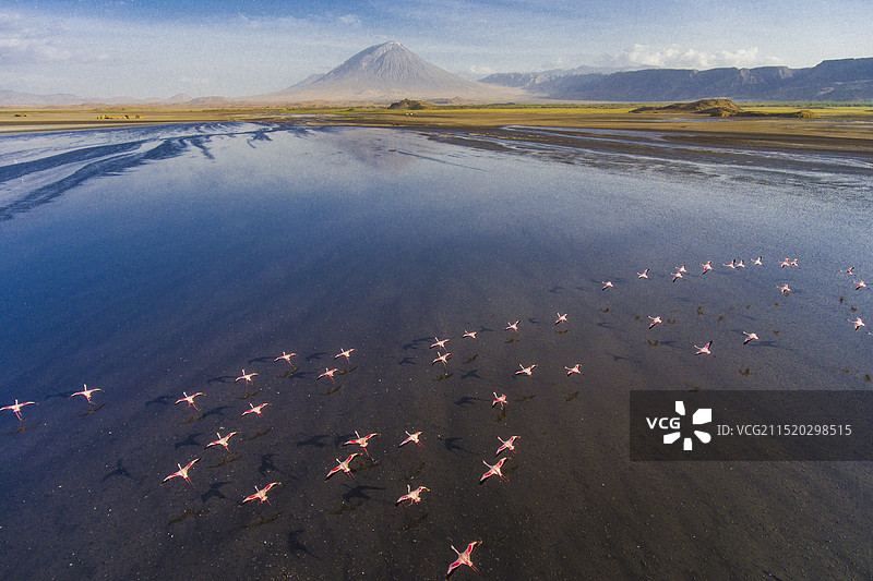 纳特龙湖火烈鸟图片素材