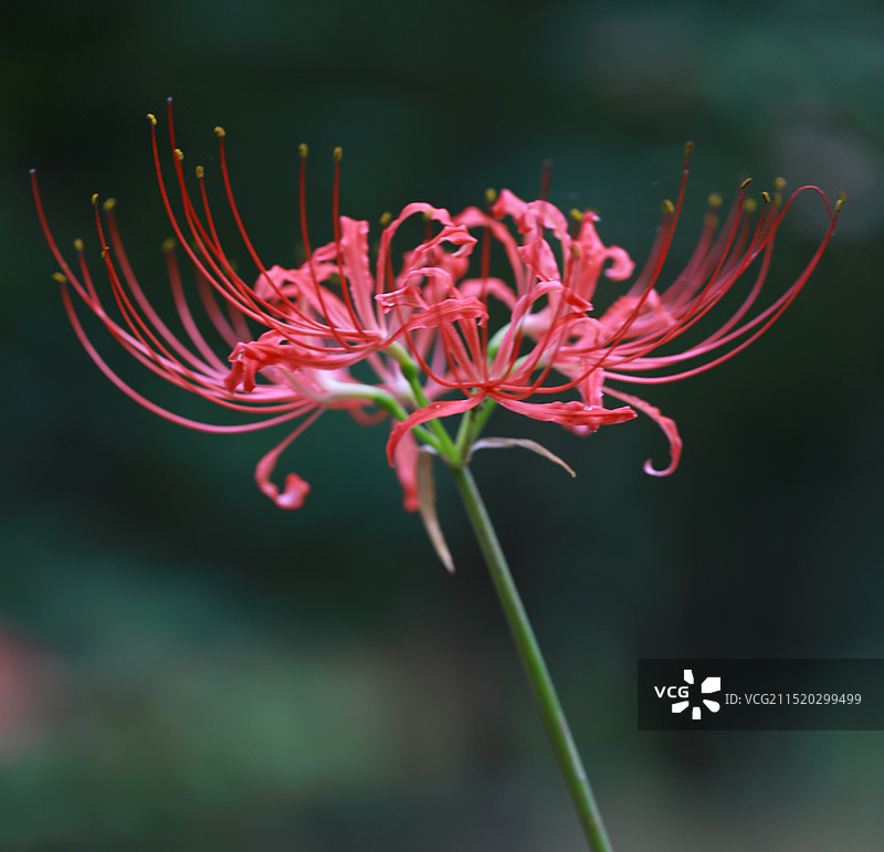 彼岸花•石蒜•漫珠沙华   又见彼岸花图片素材