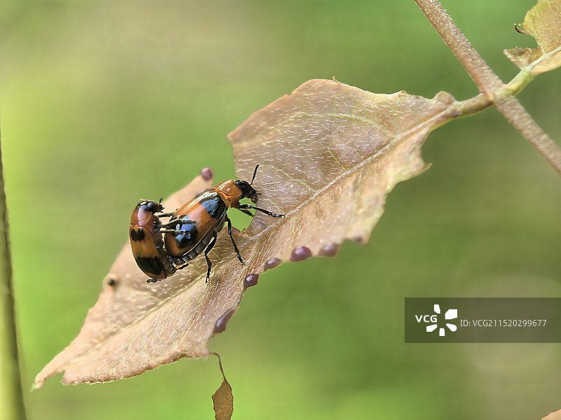 秋天的爱图片素材