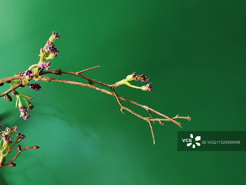 《绿色背景开花植物》图片素材