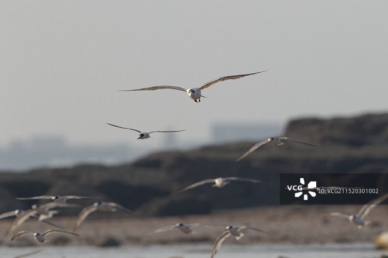 飞翔的大凤头燕鸥和白额燕鸥图片素材