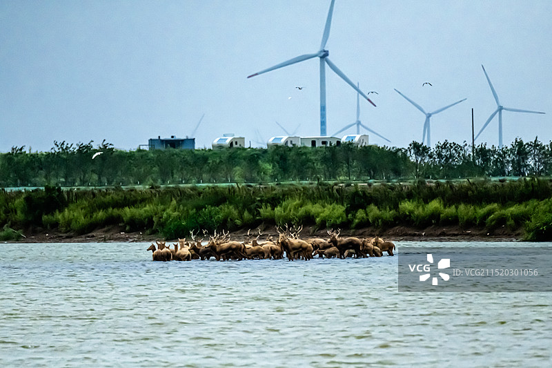 盐城东台条子泥麋鹿图片素材