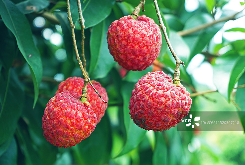 夏日仙进奉荔枝。图片素材