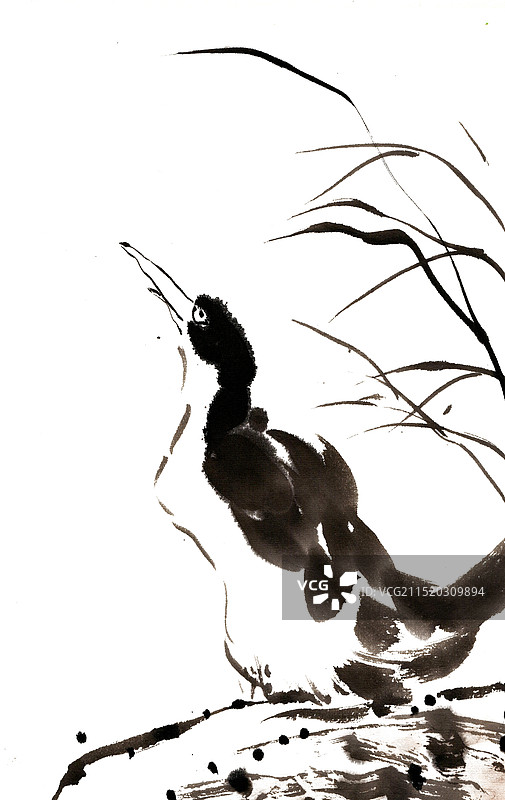 觅食的鸭子图片素材