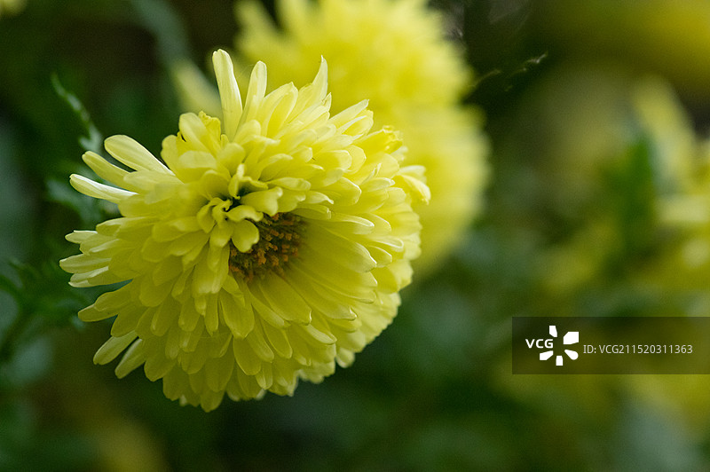 中国四川成都人民公园菊花展，秋天寒露时节，盛开的菊花特写图片素材
