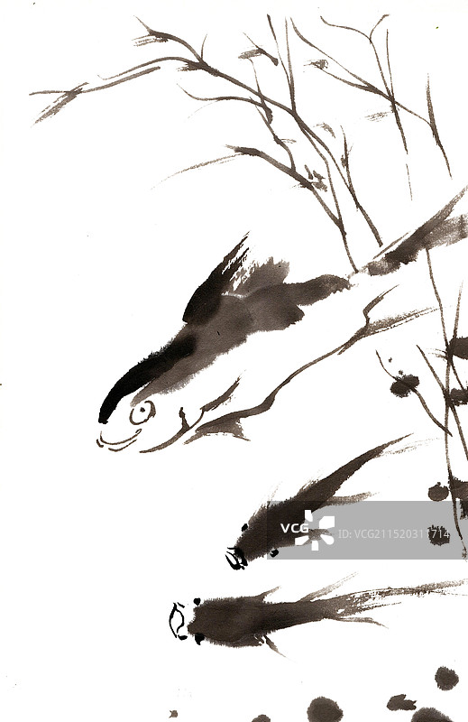 游泳的鱼图片素材