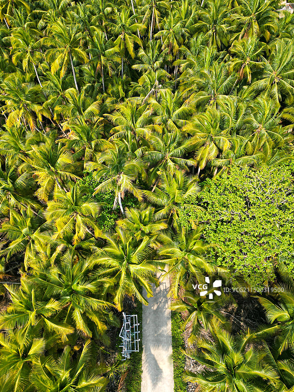 热带椰林的高角度视图图片素材