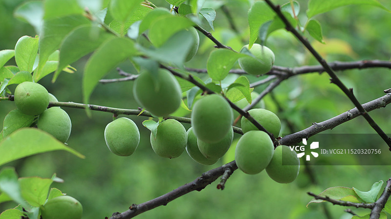 青梅果子图片素材