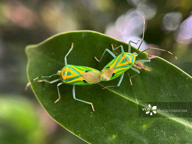 爱的方舟图片素材