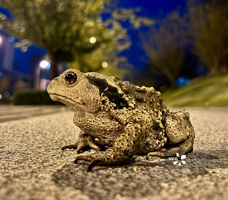 蛤蟆 蟾蜍图片素材